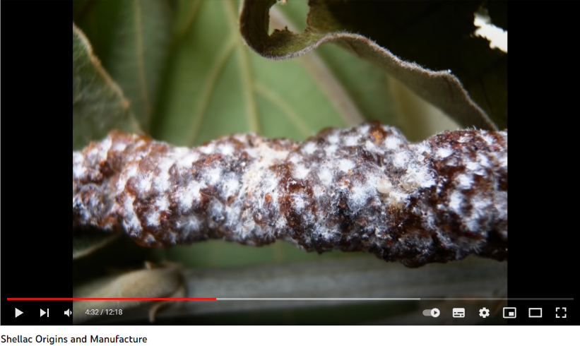matqhli 4 Has the EU Permitted the Use of insects in Food and What Do We Know about Their Safety?