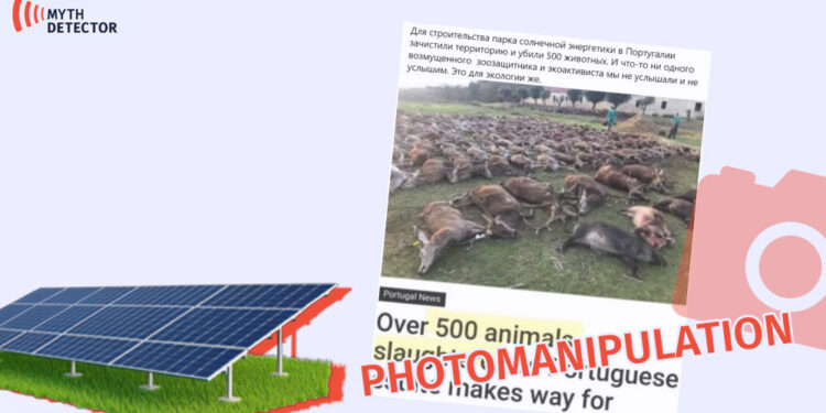 Animals