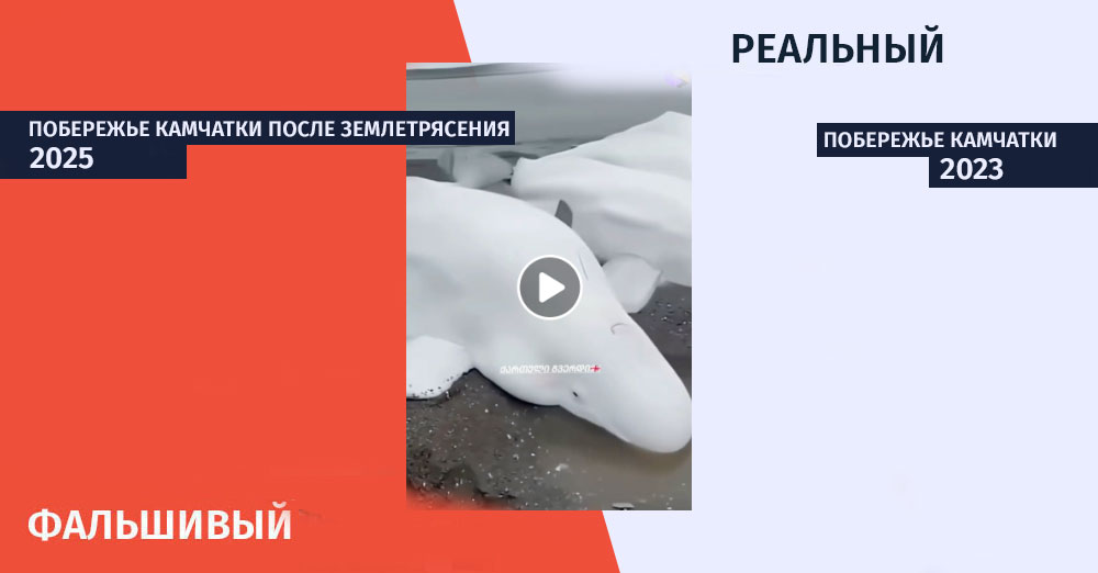 fact Checker, დეზინფორმაცია, ფაქტჩეკერი, მითების დეტექტორი